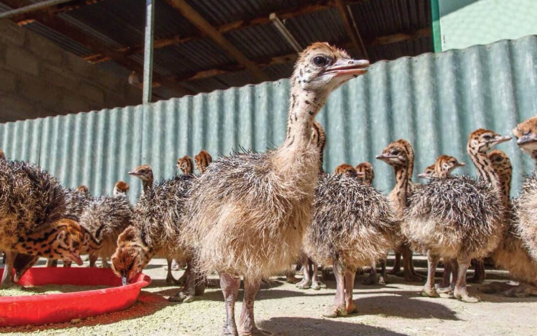 Ostrich Breeding Season